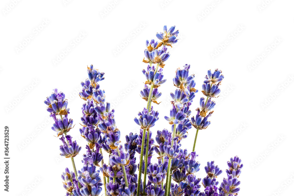 Naklejka premium Lavender flowers isolated on white background. Close up. Space for text
