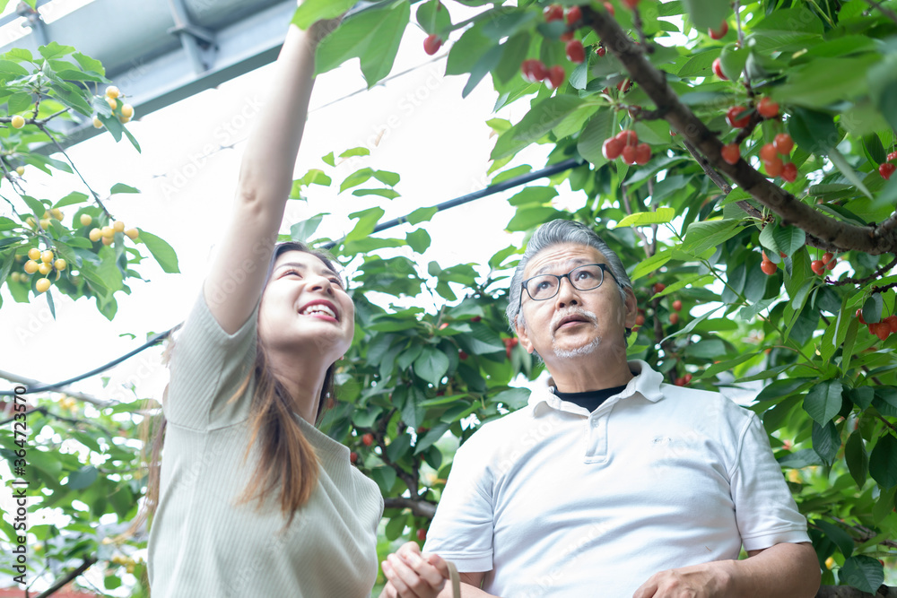 Obraz premium 親子でサクランボ狩り