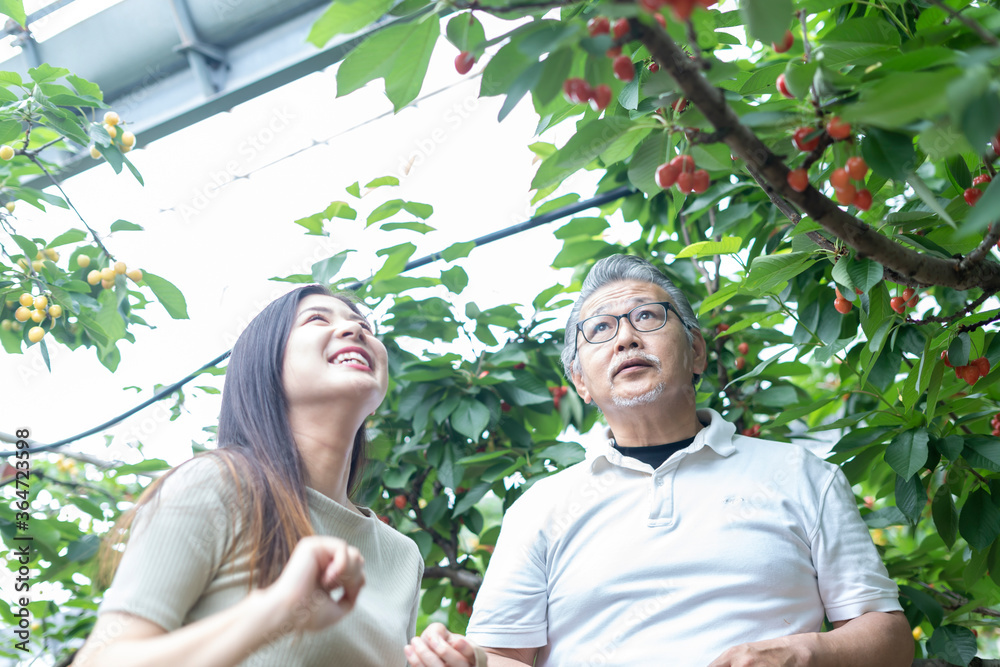 Fototapeta premium 親子でサクランボ狩り