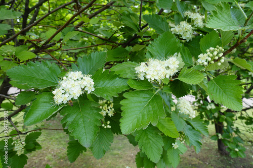 Compound inflorescences of Sorbus aria in mid May