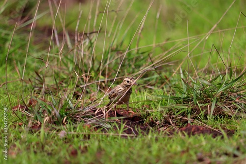 A small bird grazing on a green grass plate.its a beautiful pipit.The pipits are a cosmopolitan genus, Anthus, of small passerine birds with medium to long tails. Along with the wagtails and longclaws