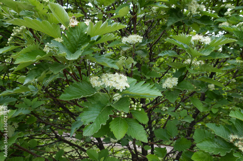 Flowering branches of Sorbus aria tree in mid May photo