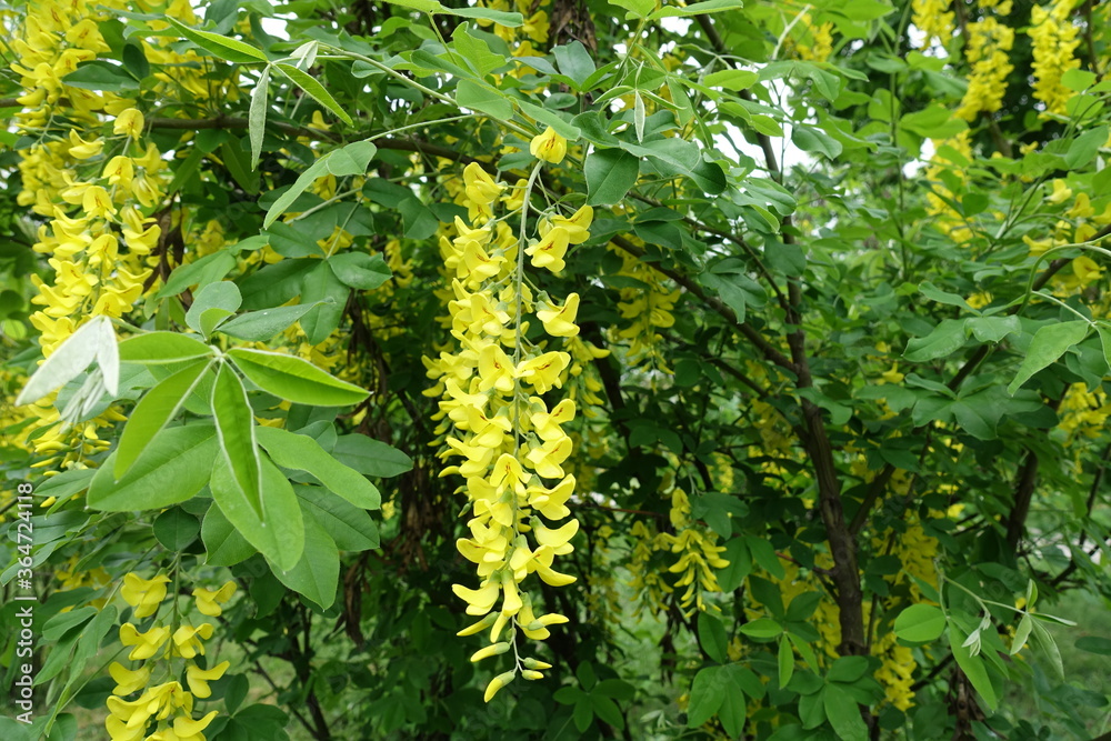 Close view of raceme of yellow flowers of Laburnum anagyroides in May