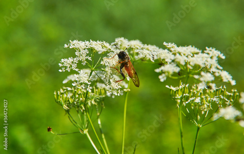 Achillea millefolium and Cimbex femoratus photo
