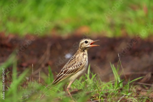 A small bird grazing on a green grass plate.its a beautiful pipit.The pipits are a cosmopolitan genus, Anthus, of small passerine birds with medium to long tails. Along with the wagtails and longclaws