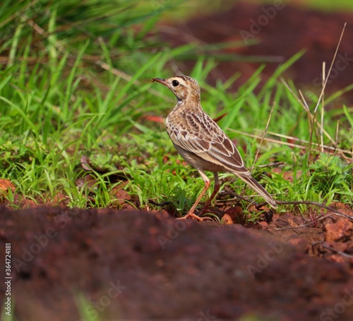 A small bird grazing on a green grass plate.its a beautiful pipit.The pipits are a cosmopolitan genus, Anthus, of small passerine birds with medium to long tails. Along with the wagtails and longclaws © Muhammadshameer