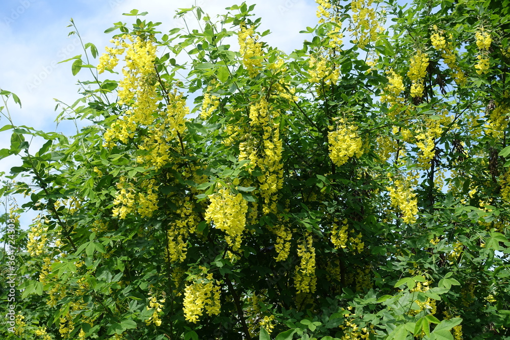 Crown of blossoming Laburnum anagyroides bush in mid May Crown of blossoming Laburnum anagyroides bush in mid May