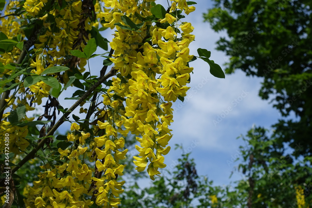 Fototapeta premium Florescence of Laburnum anagyroides bush against blue sky in mid May