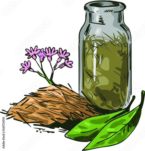 Cinchona bark vector illustration. Blooming flowers and green leaves, bottle withdry herbs. Jesuits Bark, cinchona Peruvian Bark, China Bark, specific remedy for all forms of malaria, quinine photo