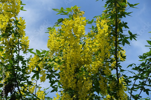 Dozens of yellow flowers of Laburnum anagyroides against blue sky in mid May
