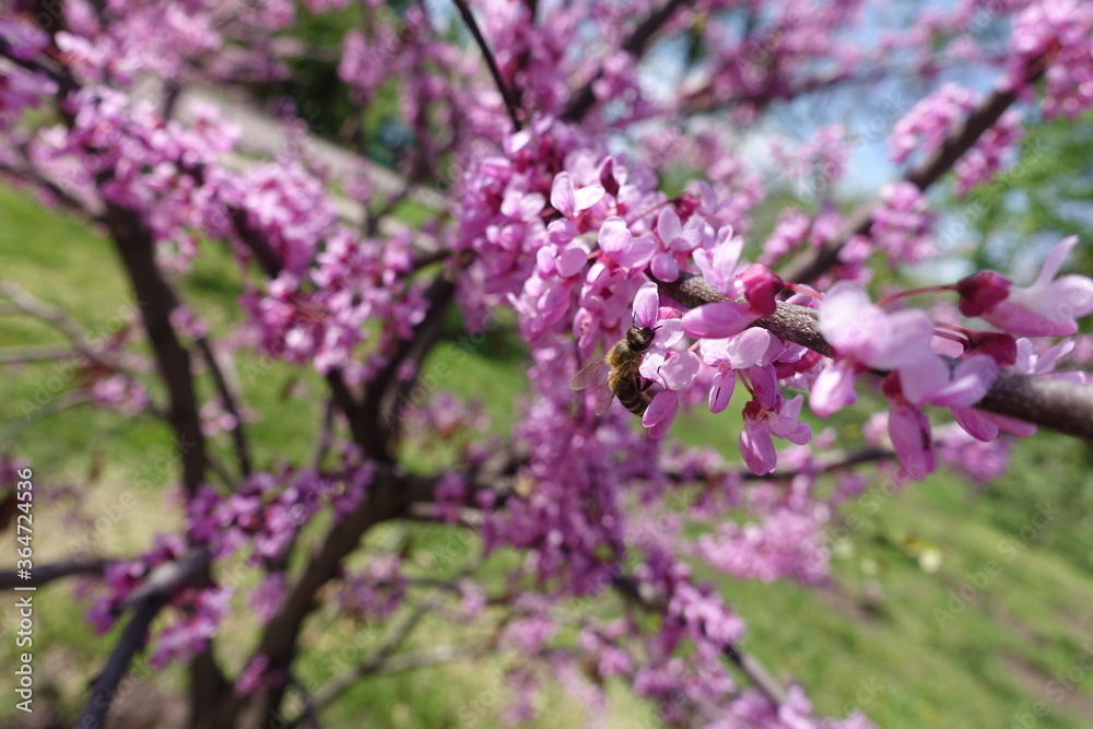 Honey bee pollinating flowers of Cercis canadensis in April