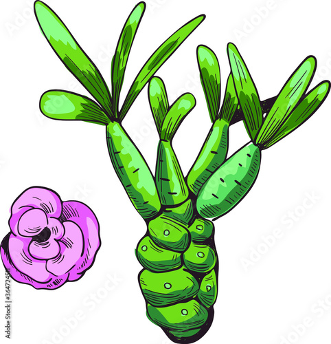 Euphorbia isolated vector illustration. Spurge family Euphorbiaceae and pink flower. Euphorbia milii, Euphorbia false-flower herb with adverse effect, kaloko plant, Euphorbia albomarginata