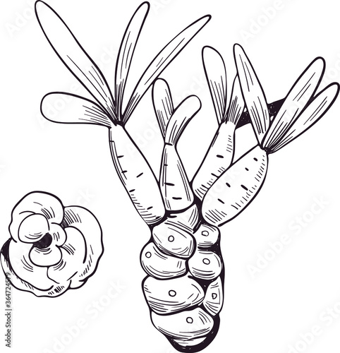 Euphorbia isolated vector illustration. Spurge family Euphorbiaceae and pink flower. Euphorbia milii, Euphorbia false-flower herb with adverse effect, kaloko plant, Euphorbia albomarginata