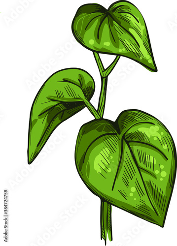 Kava isolated vector illustration. Kava-kava pepper crop, green bitter leaves. awa or ava, yaqona sakau, seka and malok or malogu. Herb with adverse effect, medical remedy plant handdrawn