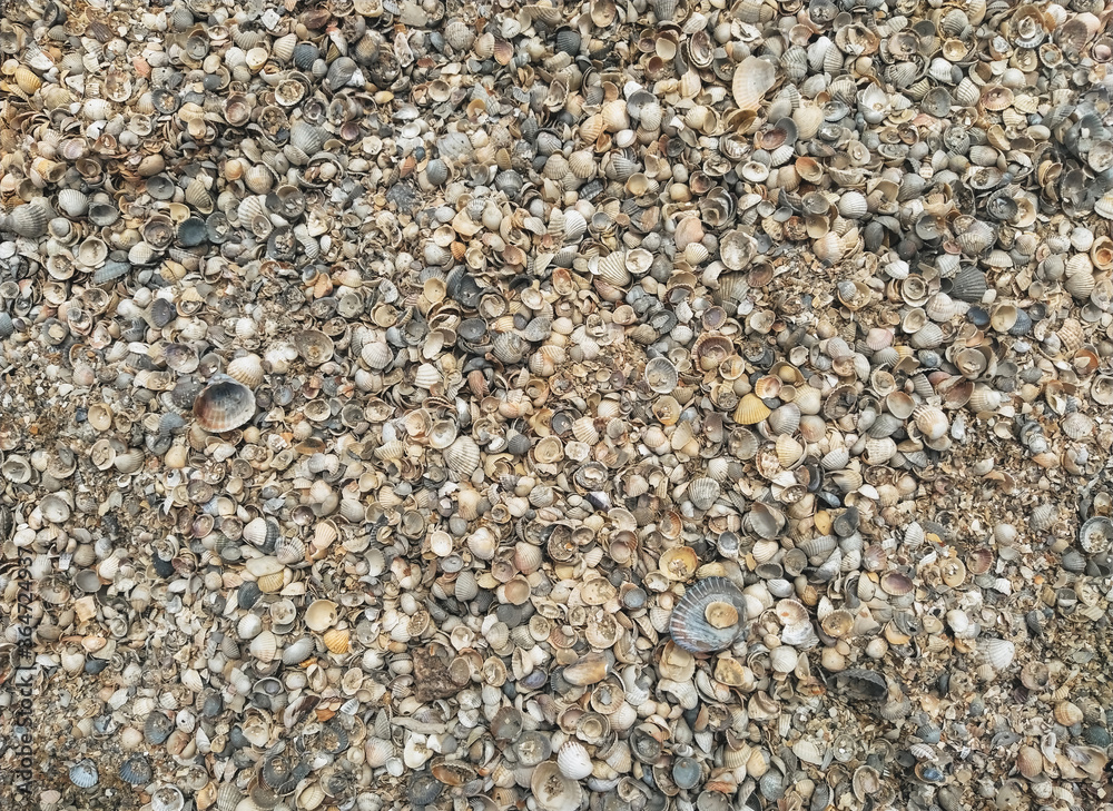 The texture of small and large, multi-colored sea shells. Photograph, top view. The texture of small and large, multi-colored sea shells. Photograph, top view.