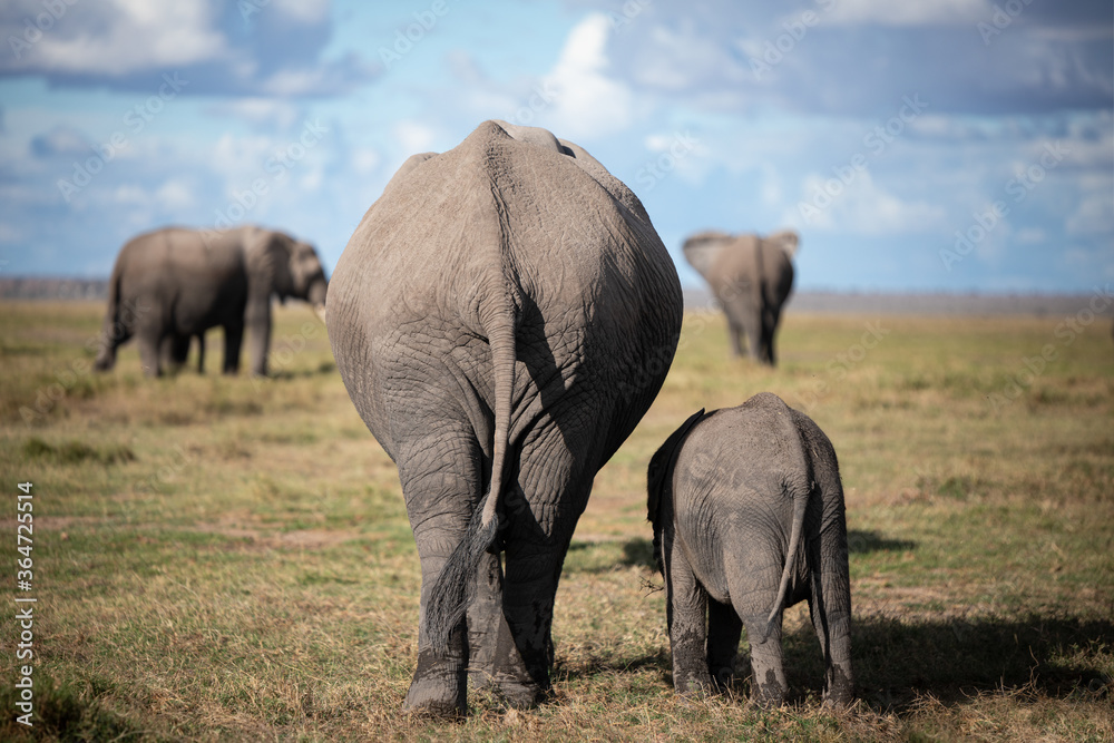 Fototapeta premium elefant hinten Mutter und Baby Hintern 