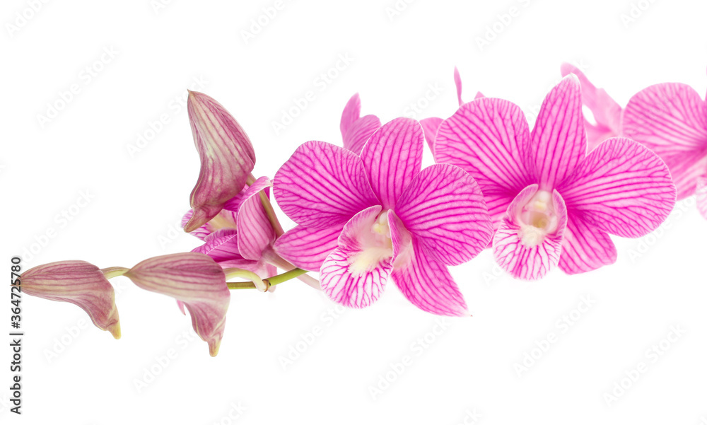 Fototapeta premium pink orchid flowers isolated on white background