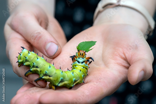 The giant horned caterpillar of the Royal Walnut Moth, Regal Moth or Hickory Horned Devil, Citheronia regalis on a woman`s hand. The World’s Largest Caterpillar. photo