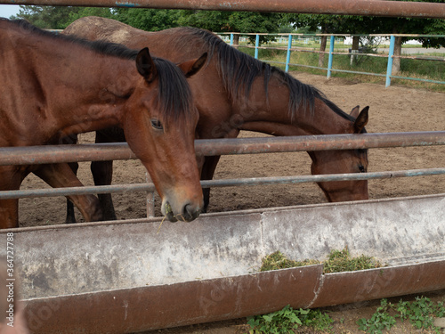 Breedy brown horses eat green grass at horse farm photo