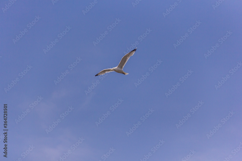 Obraz premium seagull in the sky
