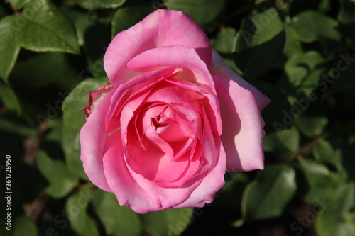 Wallpaper Mural Rose in the Flora Rosarium in the village of Boskoop,Netherlands Torontodigital.ca