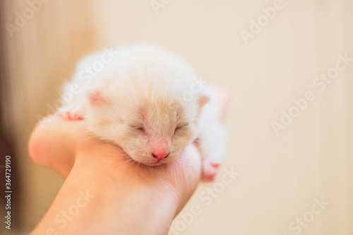 newborn baby cat on hand. hand holding little infant kitten. closed eyes.