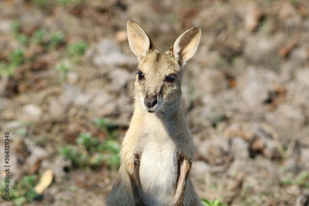 The upper part of the body of a wild kangaroo with blurred background. NT, Australia. 