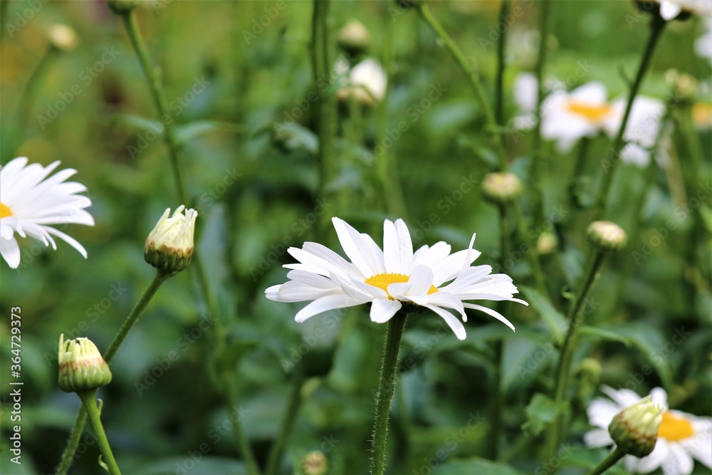 Leucanthemum - marguerite in the side view in the flower bed Leucanthemum - marguerite in the side view in the flower bed