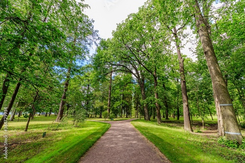 Green alley of the Park . City park. Tall green trees. photo