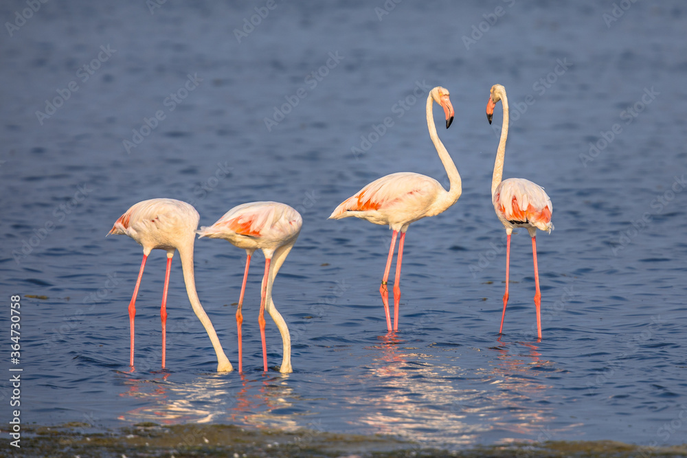 Four Flamingos feeding