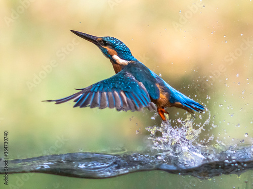 Photography Common European Kingfisher emerging abstract