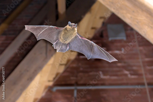 Obraz na płótnie Pipistrelle bat flying inside building