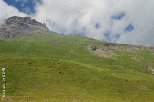 Paesaggio alpino con mucche al pascolo su un prato verde