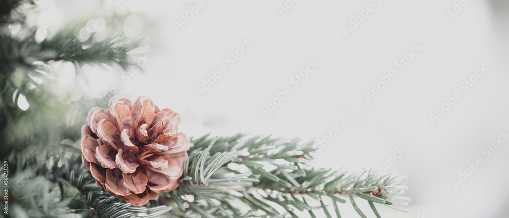 Pine tree with morning on the twig leaves. pine cones at the end of branches, abstract nature background.  Copy space.