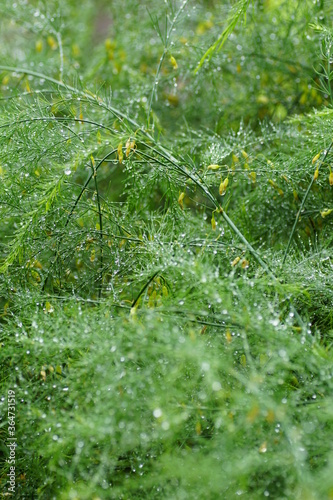 Anethum graveolens with water drops 