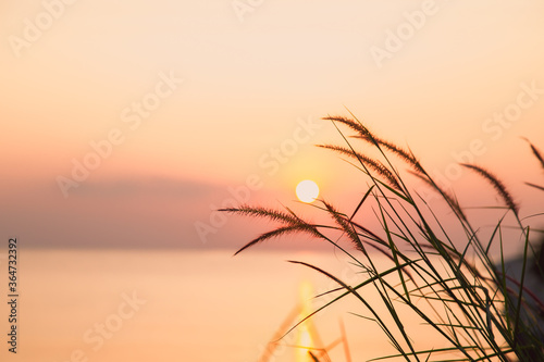 Grass and golden light at sun rise on sea