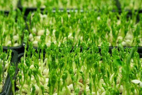 Micro grass greens sprouts grow containers. Healthy eating and vegetarianism concept. photo