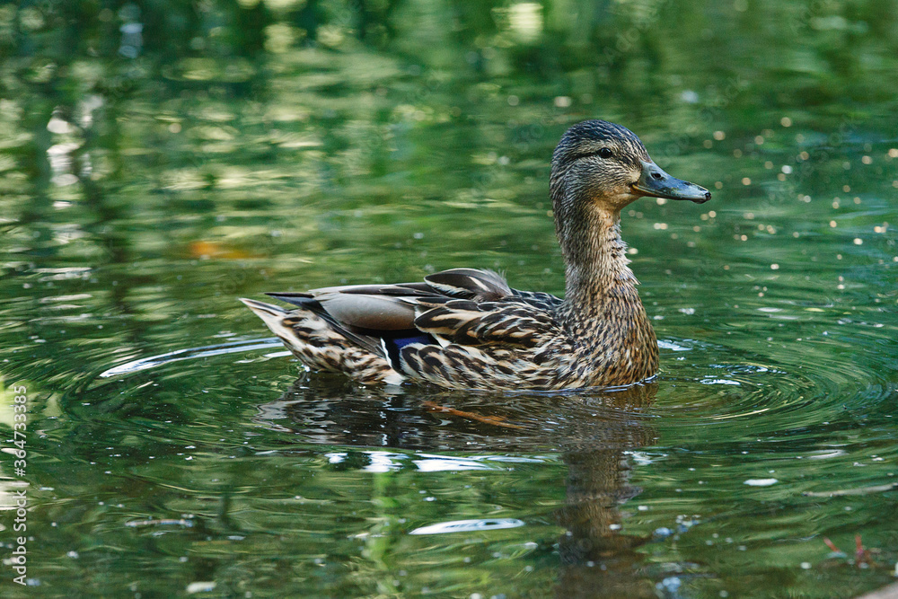 A duck in a pond, with waves on the surface of the water. A duck in a pond, with waves on the surface of the water.