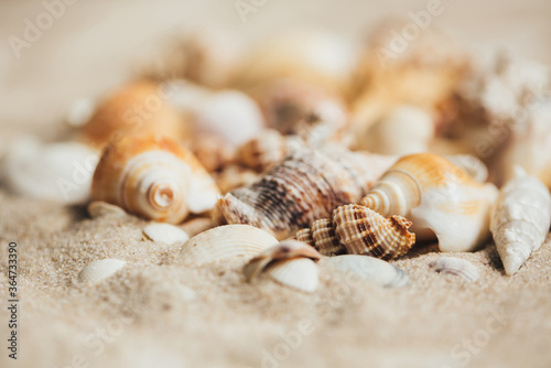 Different seashells on the sand closeup. Selective focus. Toned.