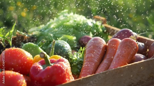 farmer market outdoor. organic vegetables with drops of water, small local farm, farming concept. Farmer selling fresh crops, tomato harvest, carrot, herbs, pepper, avocado, potato