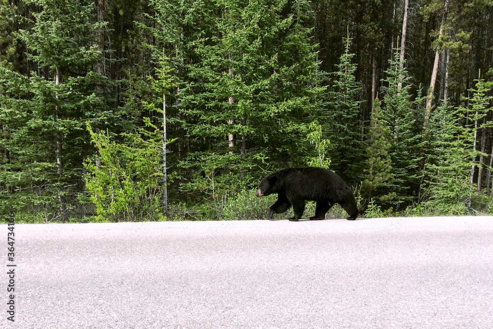 A black bear walks along an asphalt road. Coniferous forest in the background. Canadian Rockies, Jasper National Park, Canada A black bear walks along an asphalt road. Coniferous forest in the background. Canadian Rockies, Jasper National Park, Canada