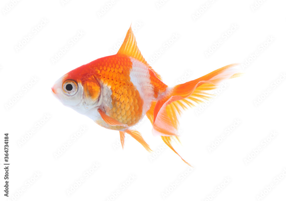 Beautiful bright small goldfish isolated on white Beautiful bright small goldfish isolated on white