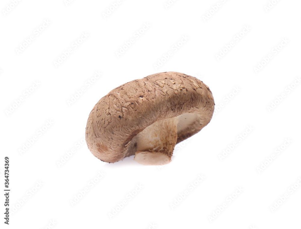 Shiitake mushroom on the White background Shiitake mushroom on the White background
