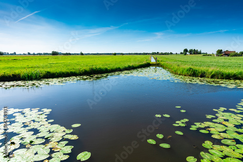 Water called Schelluinse Vliet, with water lillies. The Netherlands