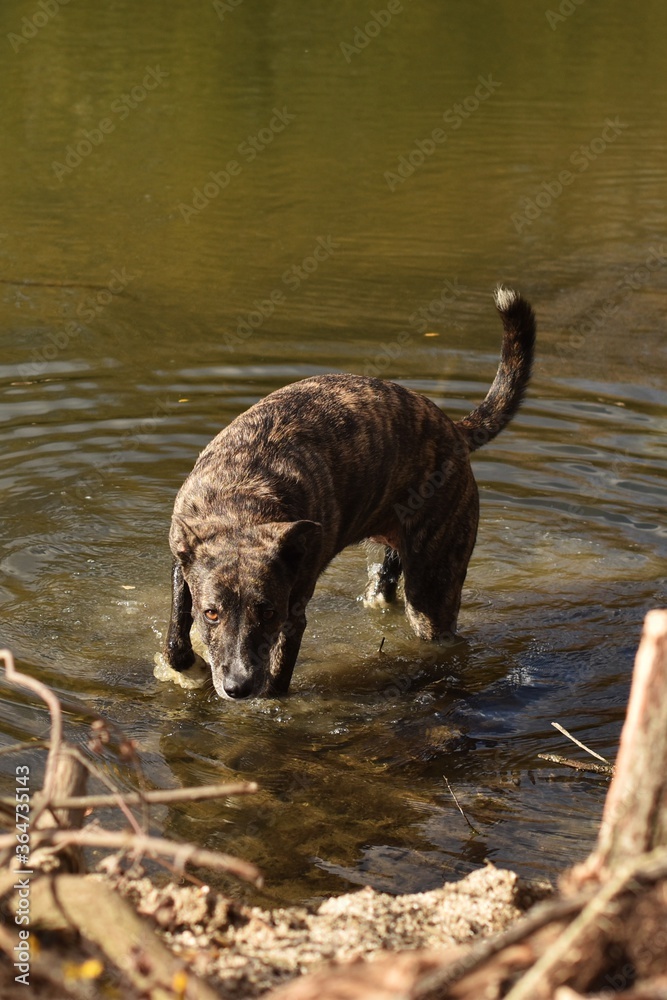Retrato de perro en el lago