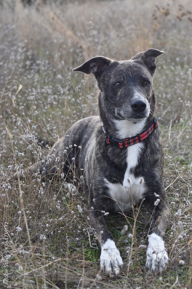 Retrato de un perro en el campo
Retrato de un perro en el campo