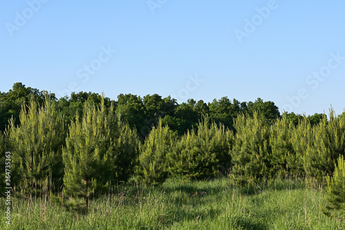 lawn and young pine trees against the background of the old forest and blue sky