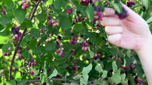 Ripe berries Amelanchier. Gathering the berries of amelanchier, timelapse. Close up of a farmer's hands picking berries of amelanchier