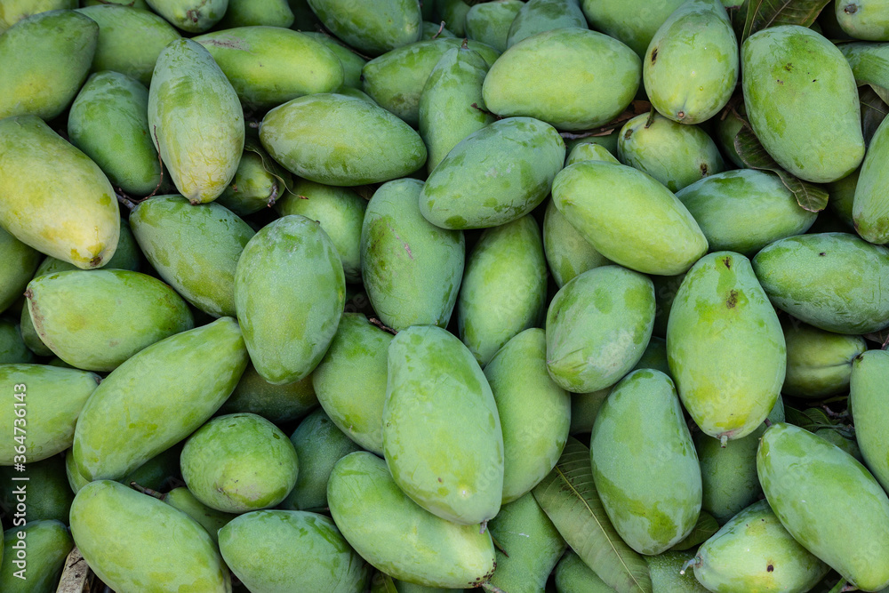 fresh mango fruit background, pile of green mangoes fruit in market. High resolution background. fresh mango fruit background, pile of green mangoes fruit in market. High resolution background.