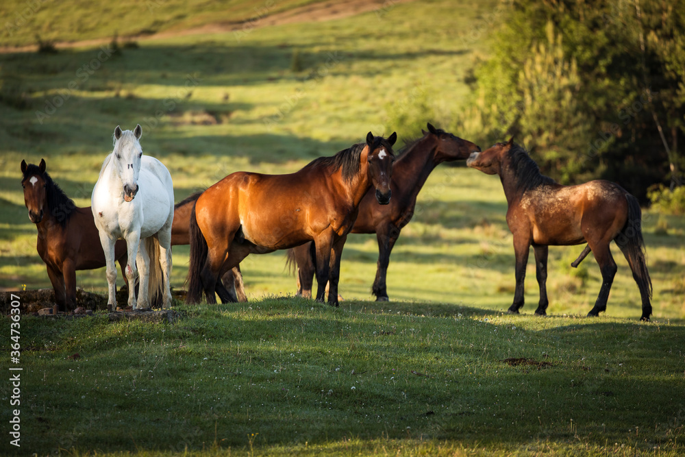 Obraz premium Beautiful horses on a green landscape. Comanesti, Romania.
